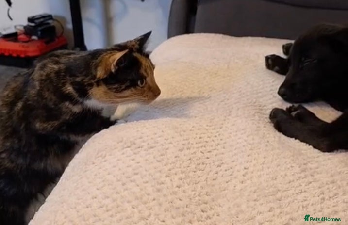 Mixed Breed dogs Milo mixed breed - Advert 1