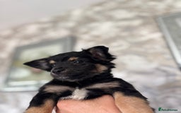 Chihuahua dogs for sale: Chihuahua x Italian volpino (5 puppies left ) 🏆 - Image 8