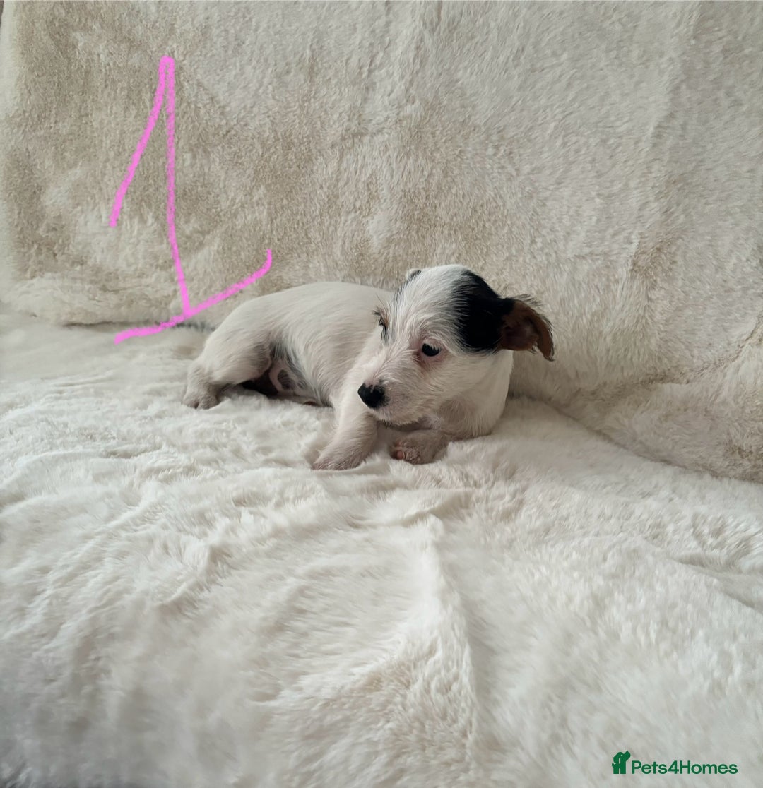 Mixed Breed dogs for sale: Sealyham x Jack Russell - Image 12