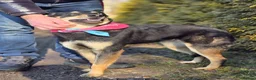 Mixed Breed dogs for adoption: ❤️🐶 CHLOE – THE KIND OF DOG EVERYONE DREAMS OF in Swindon - Advert 4