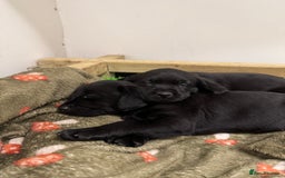 Labrador Retriever dogs for sale: KC registered working line- health tested parents  - Image 6