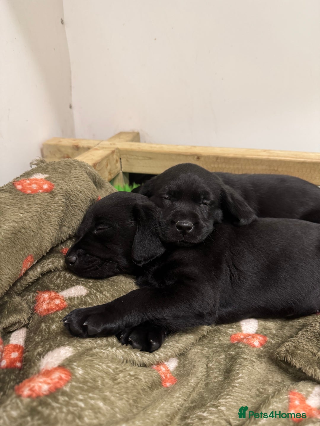 Labrador Retriever dogs for sale: KC registered working line- health tested parents  - Image 6