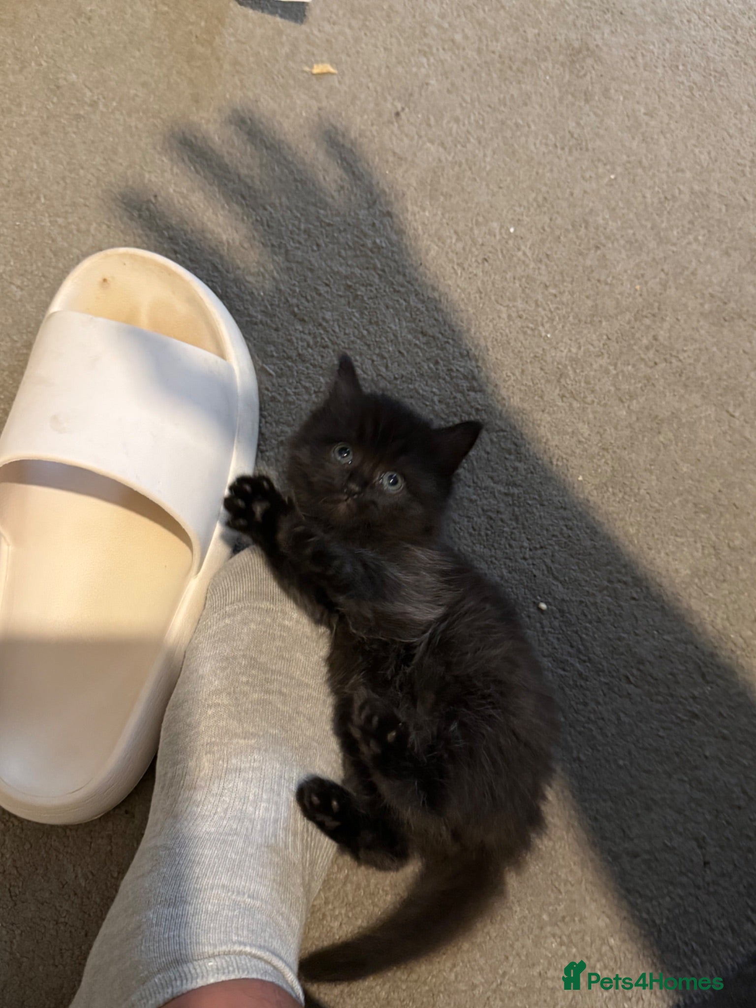 British Longhair cats Beautiful longhair kittens for SALE! - Advert 4