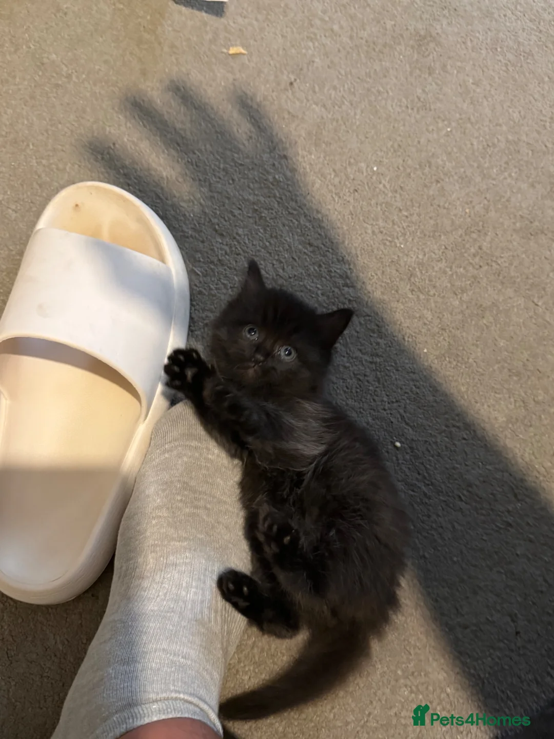 British Longhair cats for sale: Beautiful longhair kittens for SALE! - Advert 1