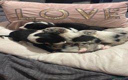Border Collie dogs for sale: Border collie puppy’s ready to reserve  - Image 14