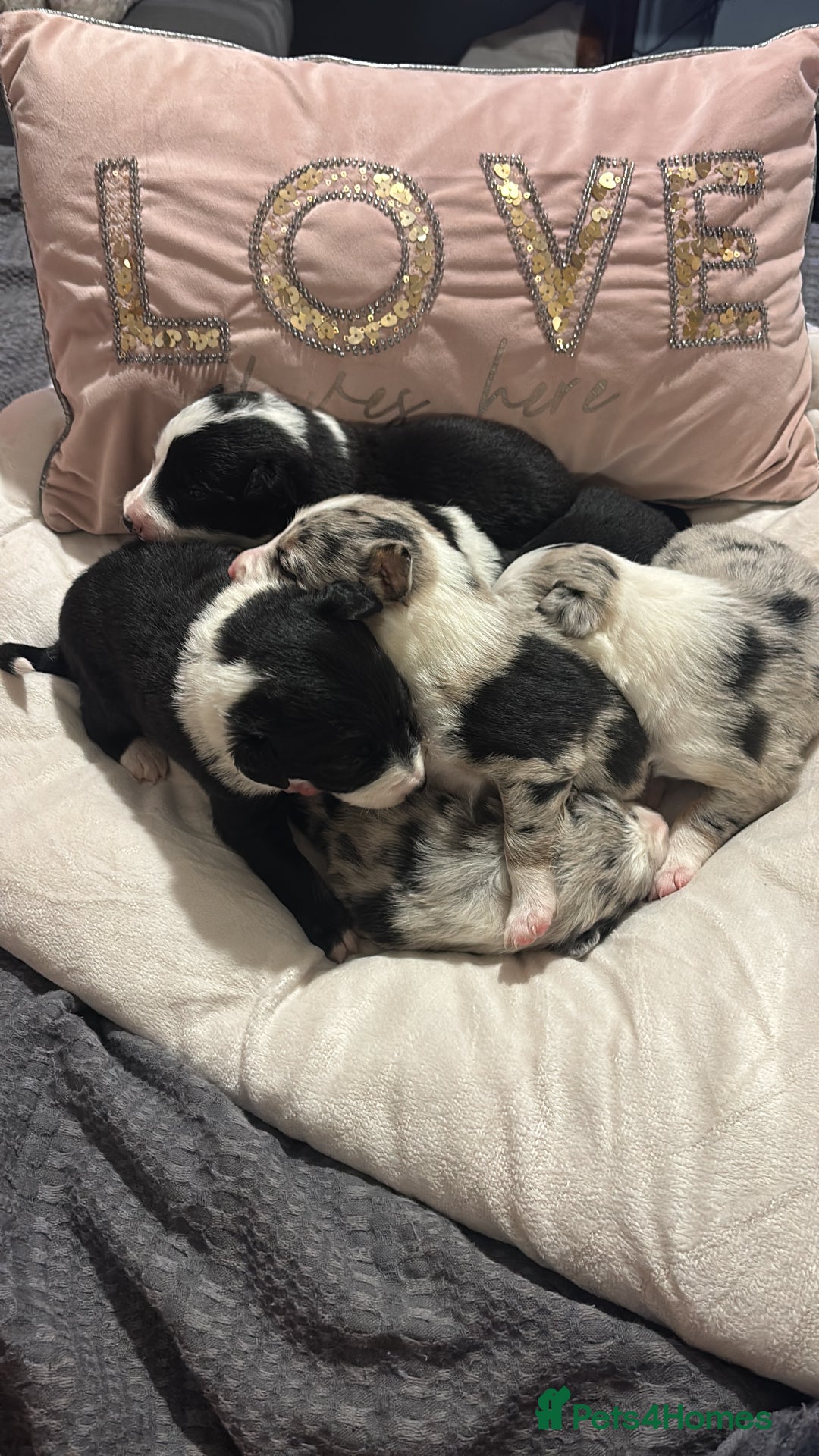 Border Collie dogs for sale: Border collie puppy’s ready to reserve  - Image 14