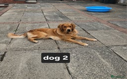 Golden Retriever dogs for sale: Beautiful dogs  - Image 4