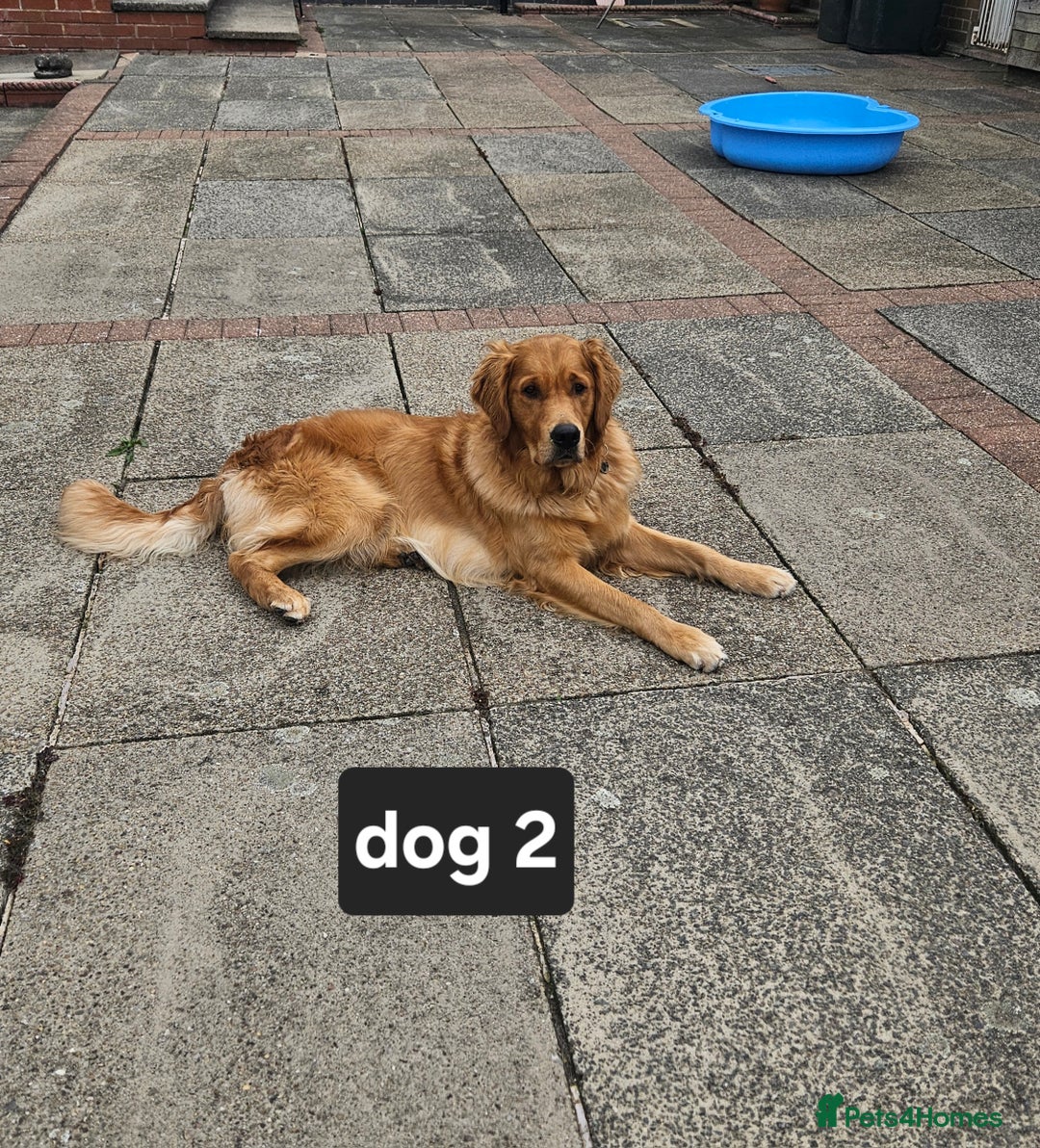 Golden Retriever dogs for sale: Beautiful dogs  - Image 4