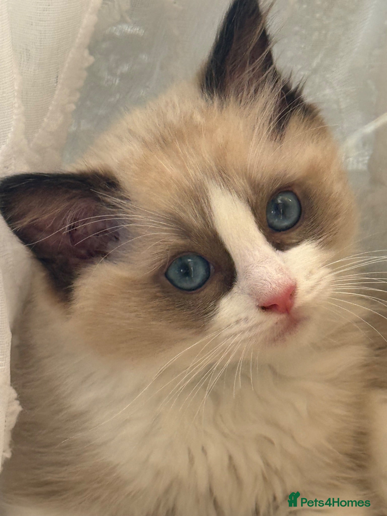 Ragdoll cats READY ONLY 1 BOY LEFT Neutered Ragdoll kittens  - Advert 2