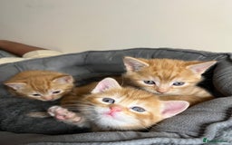 Mixed Breed cats for sale: 🐾 Adorable Litter of 5 Playful Kittens  - Image 8