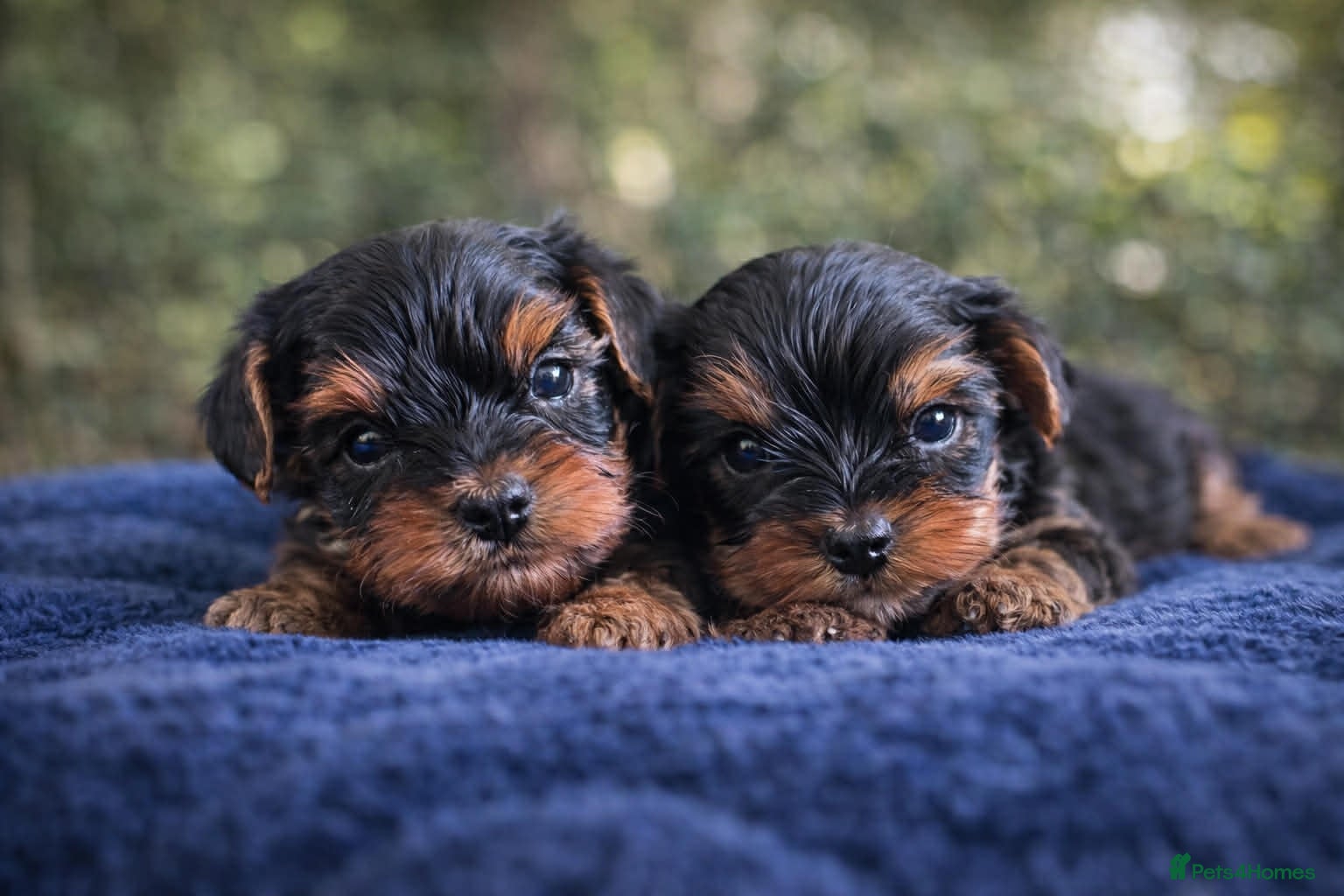Yorkshire Terrier dogs Only 1 BOY(Kuba) still available  - Advert 10