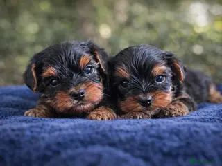 Yorkshire Terrier dogs Only 1 BOY(Kuba) still available - Advert 10