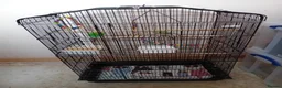 Budgerigars birds for sale: Two lady budgies ready for a new home - Advert 7