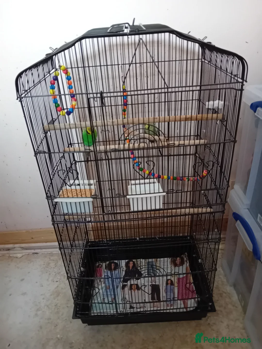 Budgerigars birds for sale: Two lady budgies ready for a new home - Advert 7