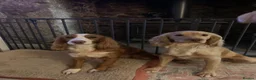 Cocker Spaniel dogs for sale: Golden cocker spaniel pups  - Advert 32