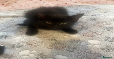Mixed Breed cats in Waltham Cross - Advert 11