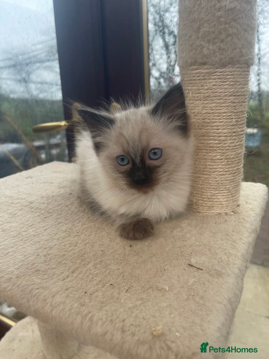 Ragdoll cats for sale: Gorgeous ragdoll boy - Advert 1