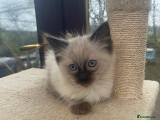 Ragdoll cats Gorgeous ragdoll boy - Advert 1