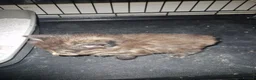 Mixed Breed cats for sale: Kittens - Advert 5