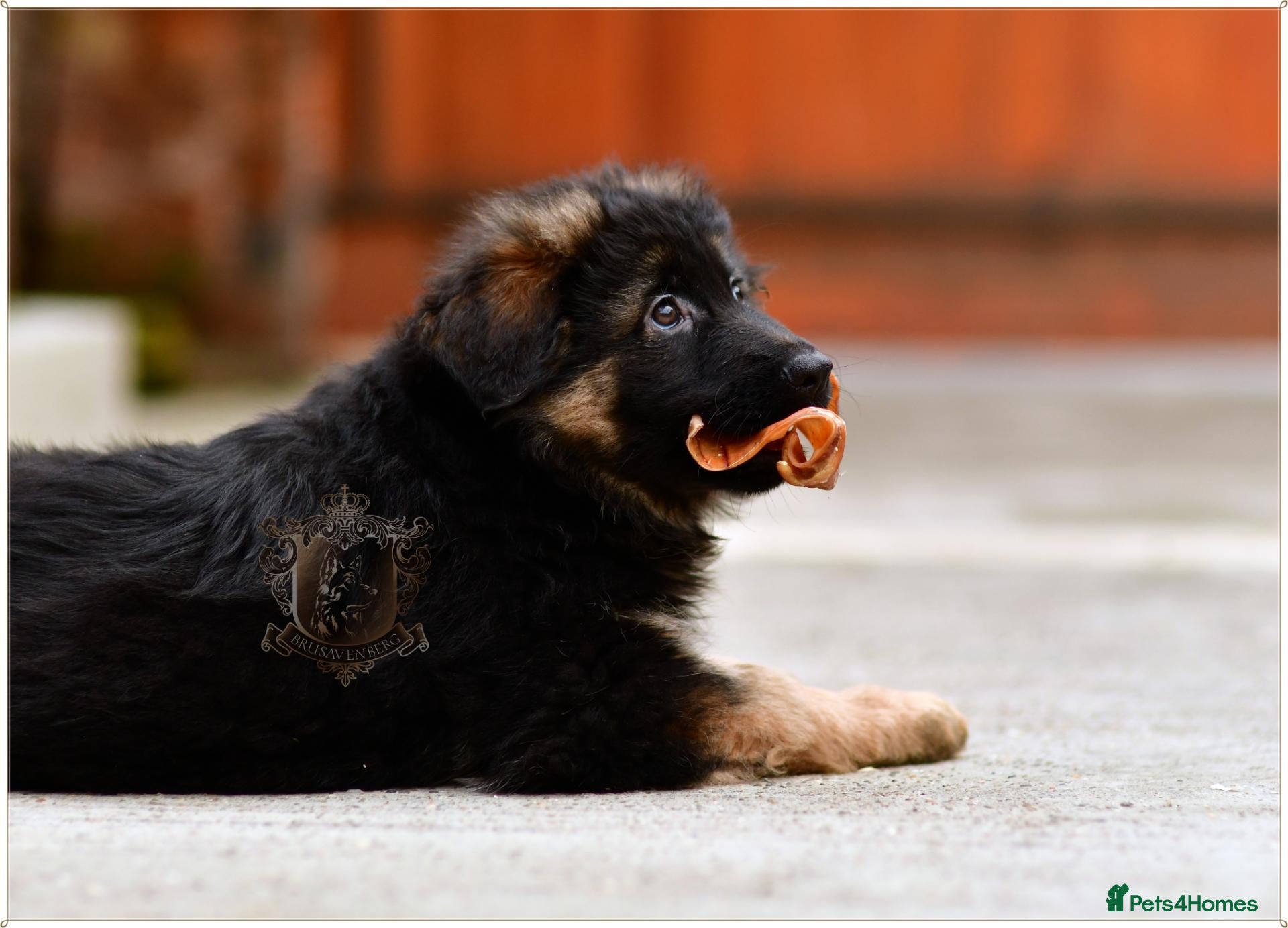 German Shepherd dogs LONGHAIRED GERMAN SHEPHERD FEMALE - Advert 7
