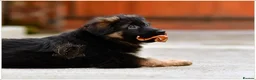 German Shepherd dogs for sale: LONGHAIRED GERMAN SHEPHERD FEMALE - Advert 1