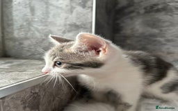 Mixed Breed cats for sale: 2 Adorable kittens  - Image 8