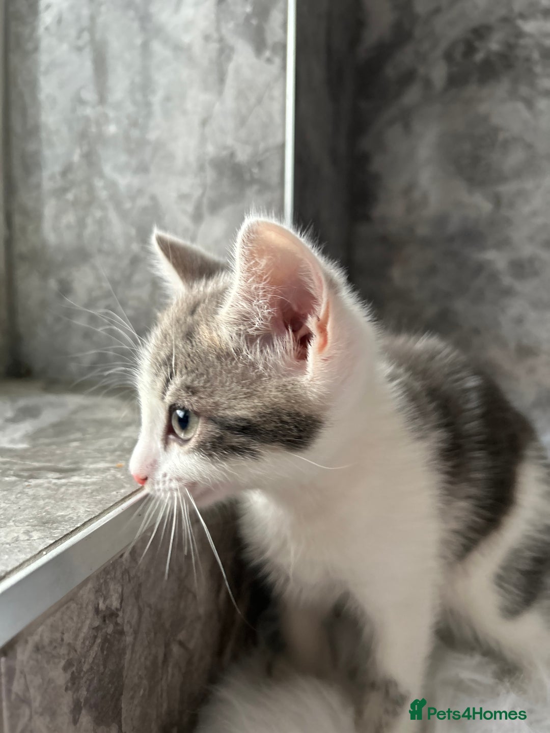 Mixed Breed cats for sale: 2 Adorable kittens  - Image 8