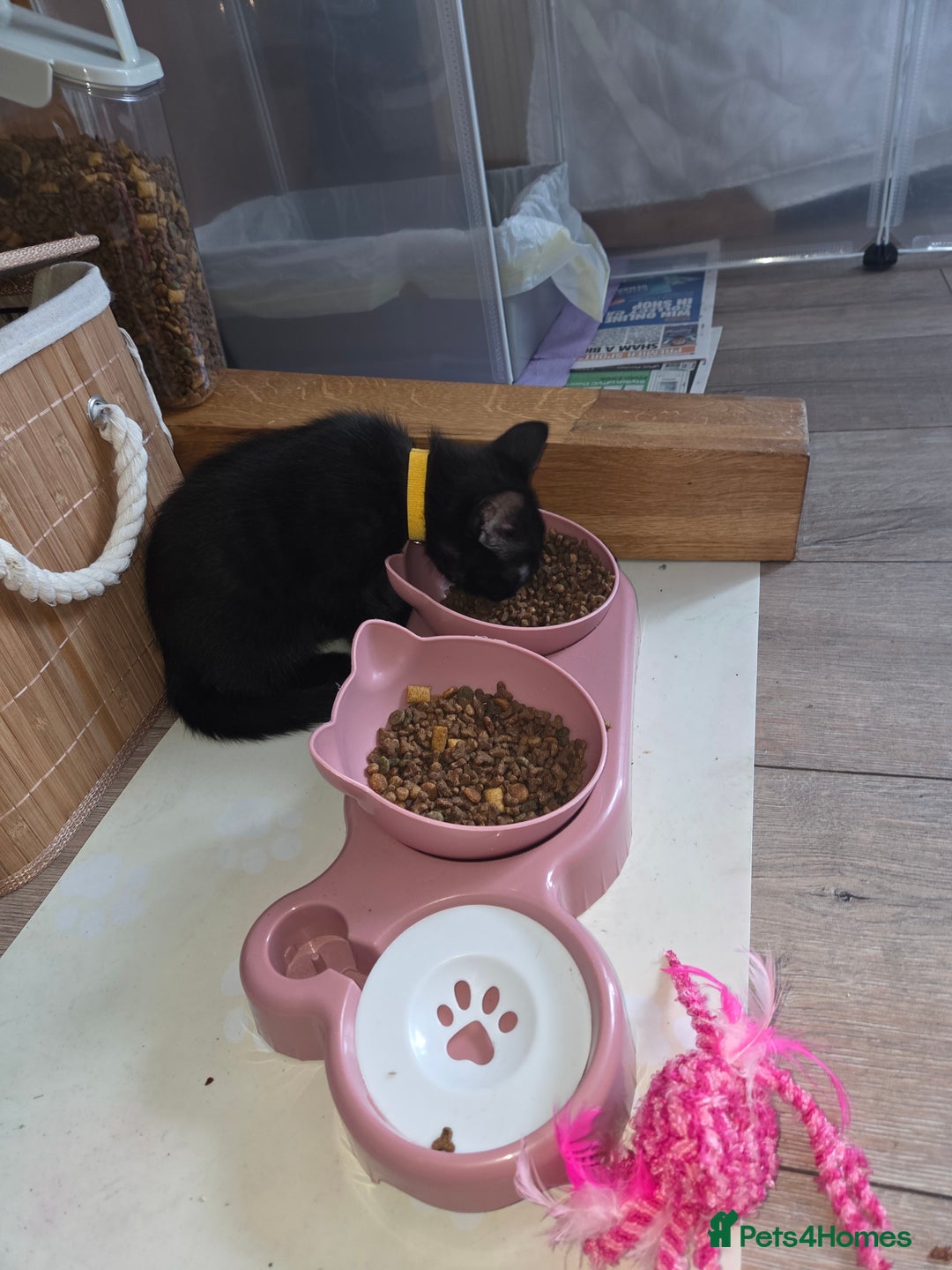 Ragdoll cats for sale: Ragdoll x tabby cat - Image 15