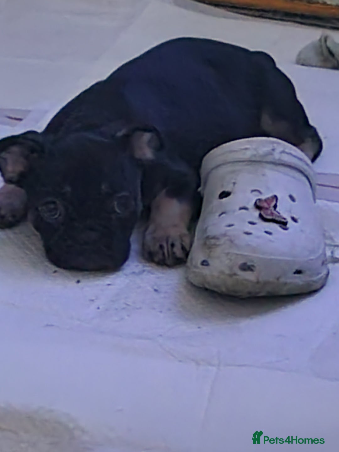 Mixed Breed dogs for sale: Beautiful baby girl nova  - Advert 1