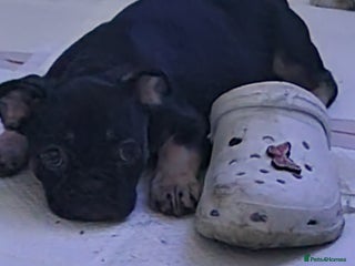 Mixed Breed dogs Beautiful baby girl nova - Advert 13