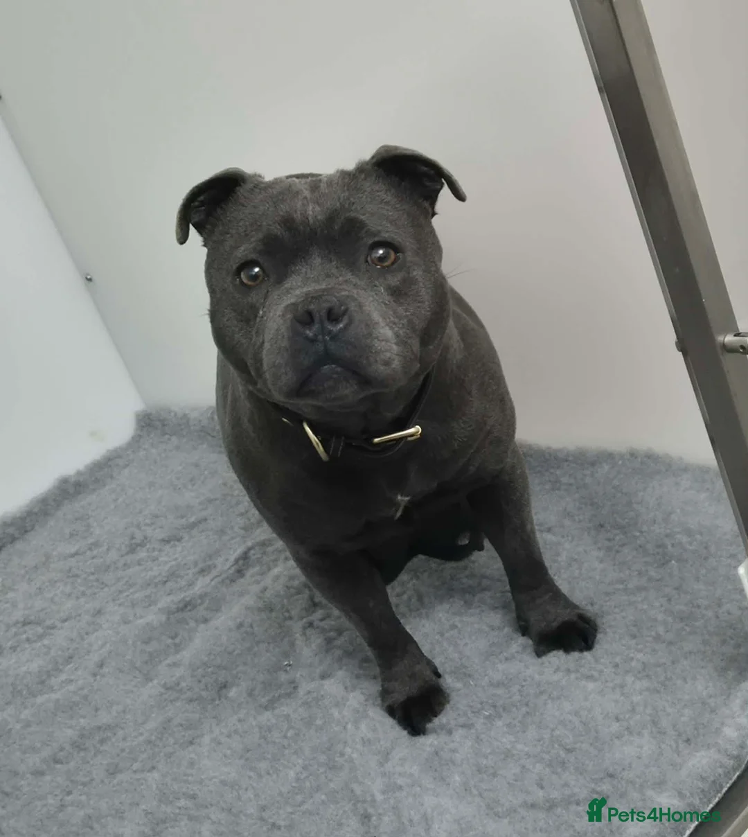 Staffordshire Bull Terrier dogs for sale: Blue KC staffys - Advert 9