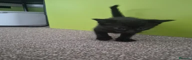 Mixed Breed Kitten 3