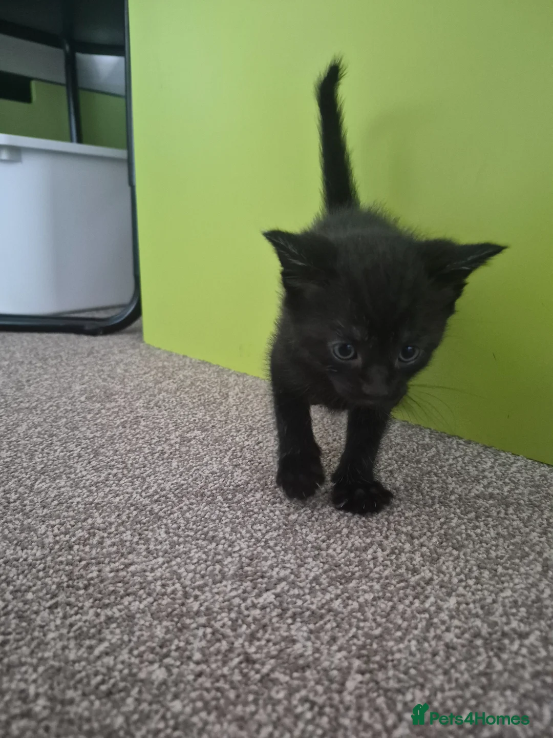 Mixed Breed cats for sale: 3 Female kittens available in Emsworth - Advert 2