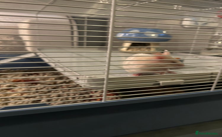 Hamster rodents - Advert 11