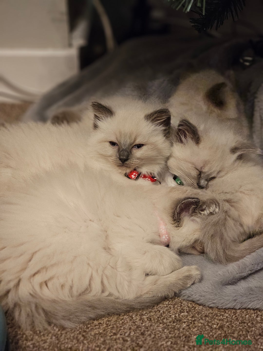Ragdoll cats for sale: Ragdoll kittens 100% pure - Advert 2