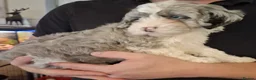 Mixed Breed dogs for sale: 9 week Cockerpoo x Cavapoo puppies Ready to go. - Advert 12