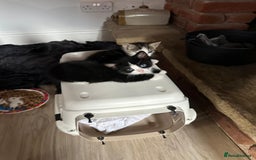 Domestic Shorthair cats for sale: beautiful tabby and black and white kittens - Image 7