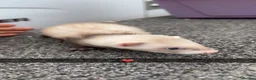 Ferret rodents for sale: Ferret kits - Advert 7