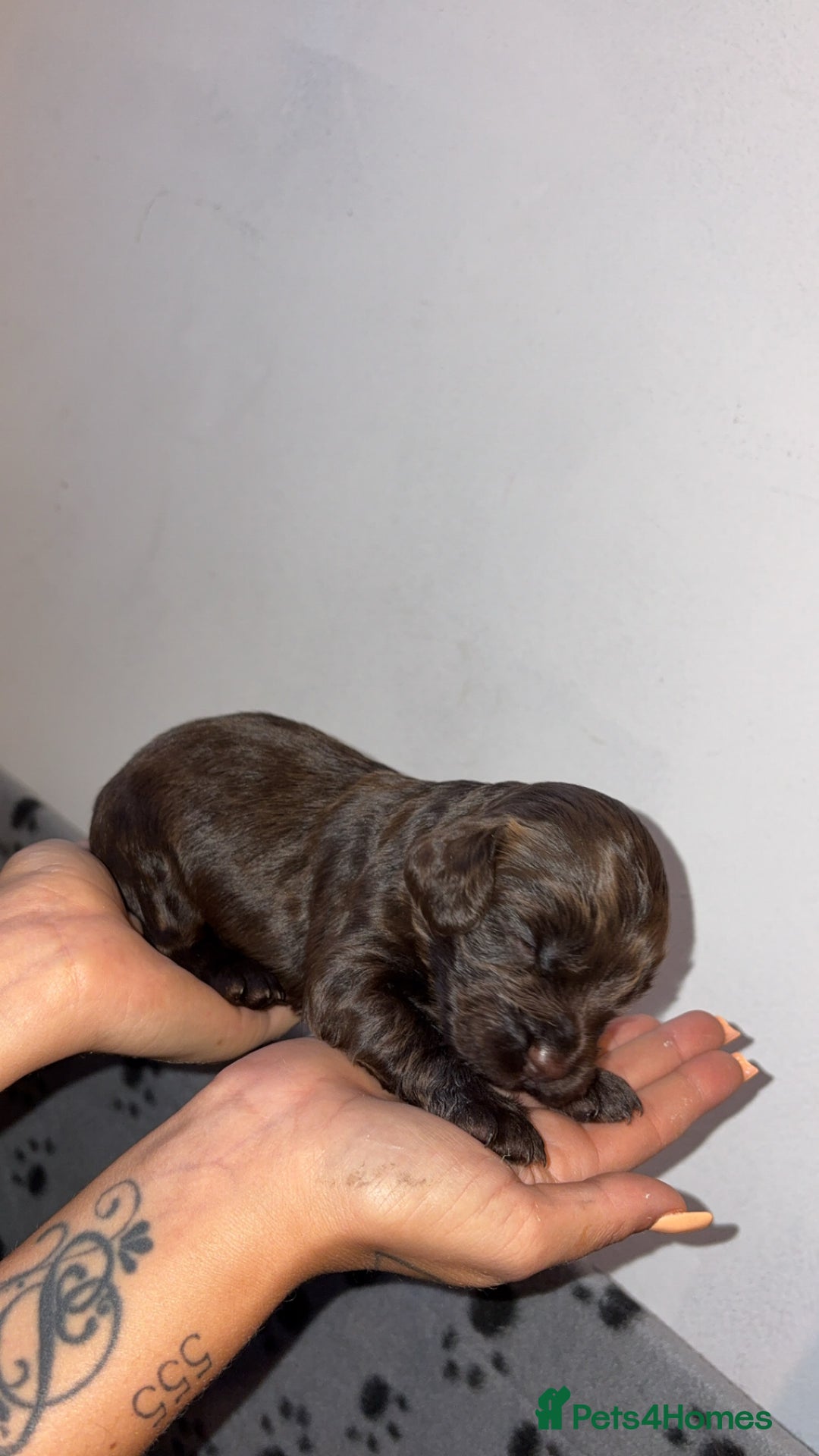 Sprocker dogs for sale: Beautiful Sprocker puppies - Image 4