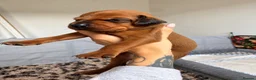 Mixed Breed dogs for sale: Irish setter cross Doberman puppies - Advert 27