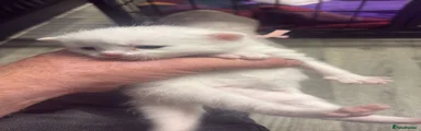 Scottish Fold Kitten 5