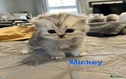 Persian cats for sale: Gorgeous litter of 6 PKD Negative Persian kittens - Image 12