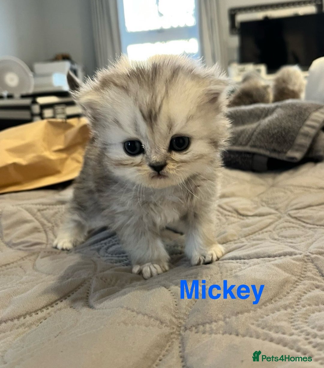 Persian cats for sale: Gorgeous litter of 6 PKD Negative Persian kittens - Image 12