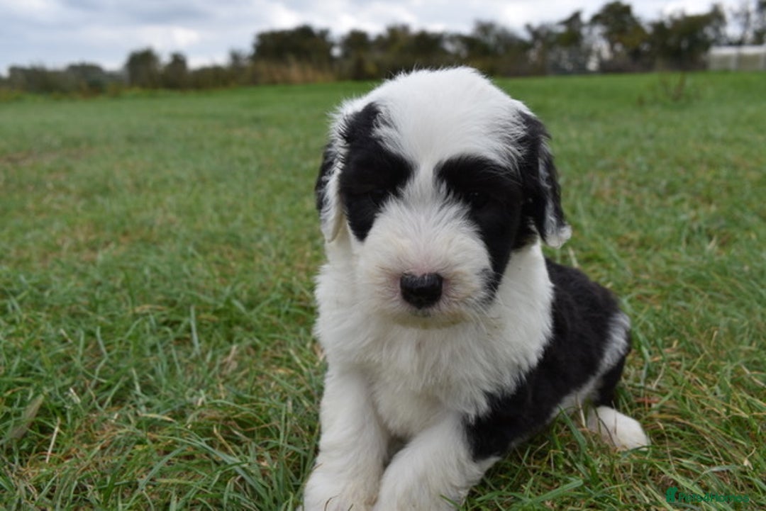 Old English Sheepdog dogs for sale: Stunning Old English Sheepdog Puppies KC Reg - Image 13