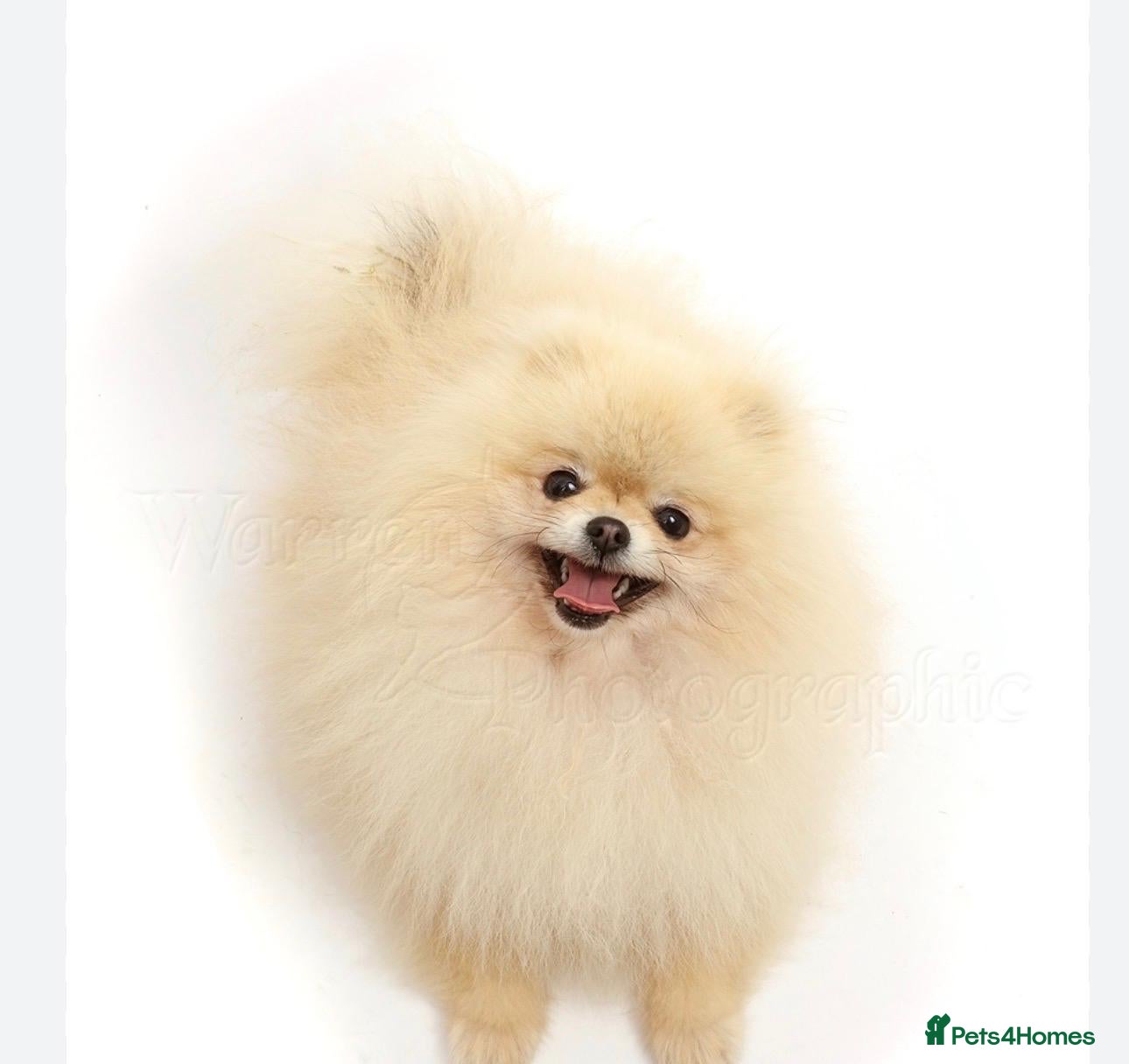 Pomeranian dogs KC Registered Pomeranian  – Boy & Girl Available - Advert 3