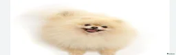 Pomeranian dogs for sale: KC Registered Pomeranian  – Boy & Girl Available in Romford - Advert 1