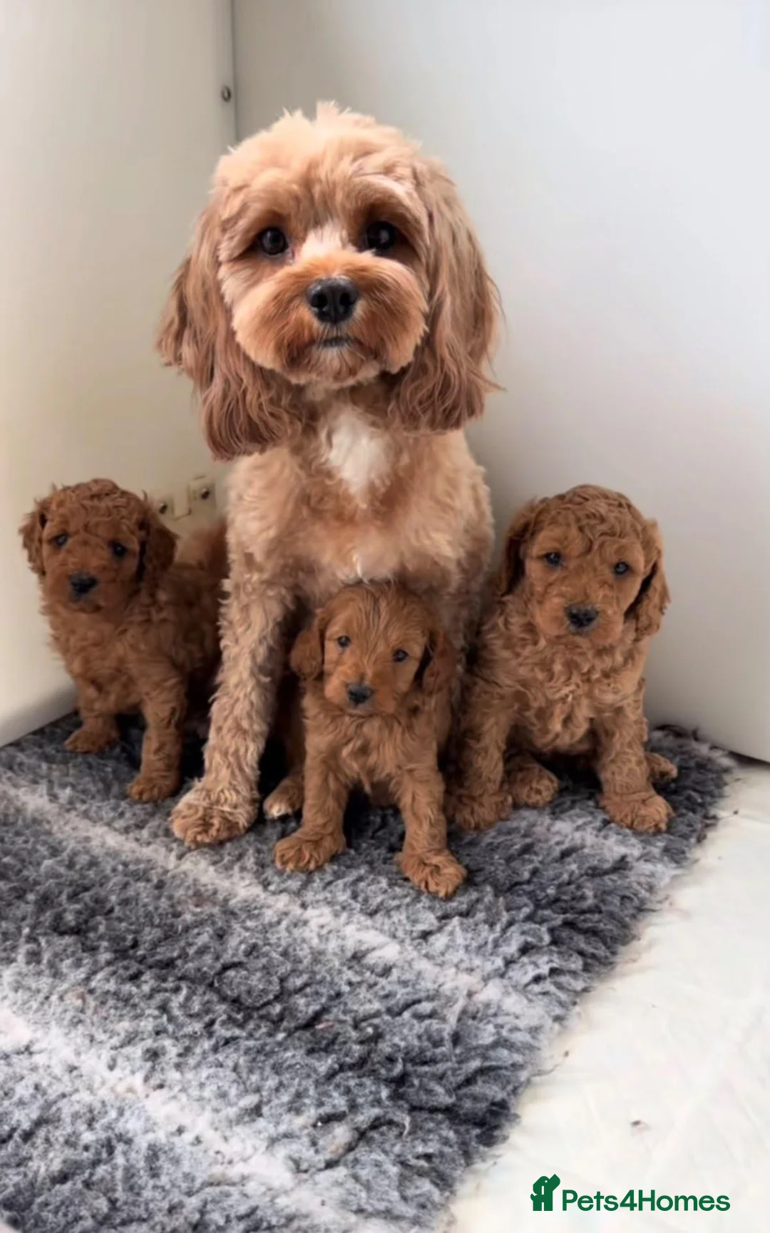 Cavachon dogs for sale: Beautiful cavachon puppys in Dungannon - Advert 2