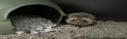 Pygmy Hedgehog rodents for sale: Male African Pygmy Hedgehog 🦔 - Advert 2