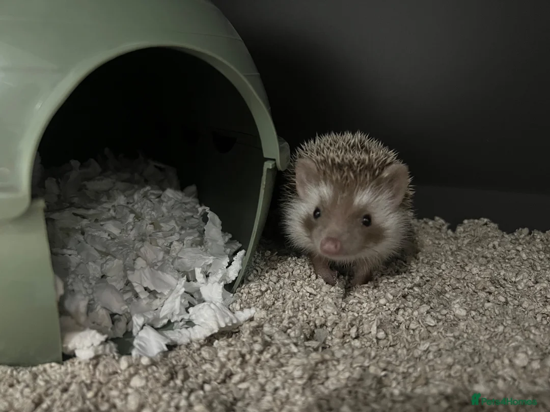 Pygmy Hedgehog rodents for sale: Male African Pygmy Hedgehog 🦔 - Advert 2