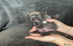 French Bulldog dogs for sale: Kc registered french bulldog puppies available 🐶 - Image 3